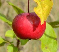Aport æble